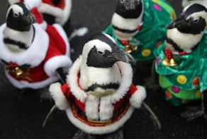 Christmas Penguins