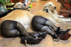 30 biggest dog fails of 2013