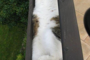 Cats slleping in the most akward positions