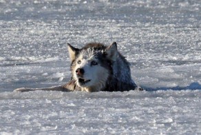 Saving of husky