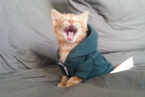 The story of  a cat rescue