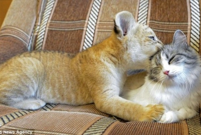 A domestic cat became a mom for a liliger