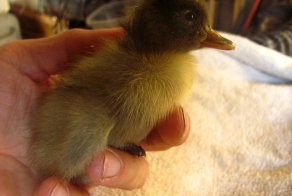 A man saved a duckling
