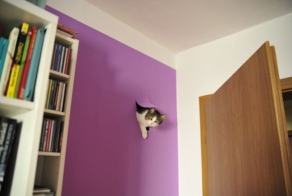 Cats-destroyers