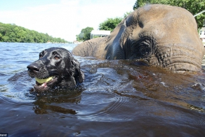 Friendship between a dog and an elephant