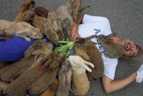 Rabbit island in Japan