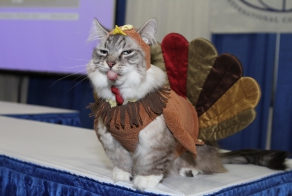 Cats in costumes of other animals