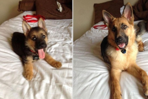 Photos of our pets: then and now