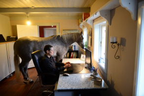 A horse in the house