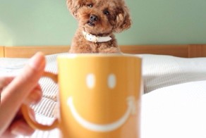 Dogs of All Sizes Look Like They're Sitting in Mugs. Collective "Aww"