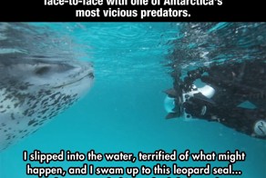 This Terrified Diver Prepares For Death As A Predator Approaches, When
