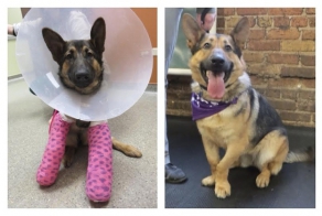 12 Amazing Before-And-After Pictures Of Rescue Dogs