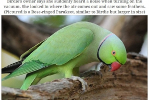 A Parakeet Survived After Being Sucked Into a Vacuum Read more at http