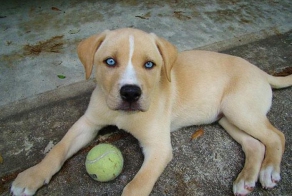 Cute Cross-Breeds
