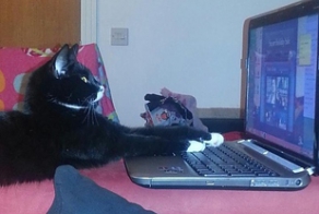 15 Signs Your Pet Is Absolutely Smarter Than You