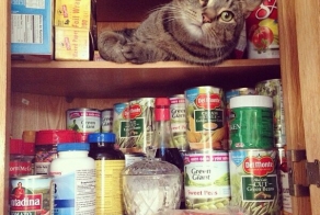 These 25 Cats Went Out Of Their Way To Be Absolute Jerks