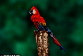 Artist paints woman's entire body to make her look like a parrot