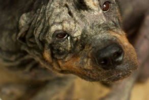 Rescuers Couldn't Even Tell This Dog's Breed...