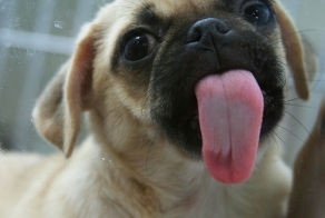 19 Dogs Who Have A Severe Case Of Window Face