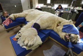 Polar Bear Goes To The Doctor