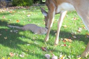What Happens When A House Cat Meets A Wild Deer?