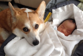 Meet Wilbur (the Corgi) and Claire (the baby).