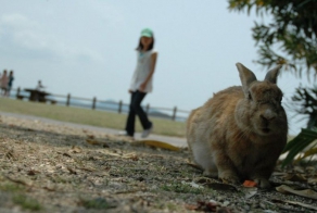 Ōkunoshima – Bunny Island