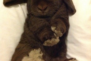 Bunnies Snoozin’