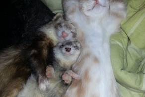 Unlikely Friendship Of A Kitten And Ferrets