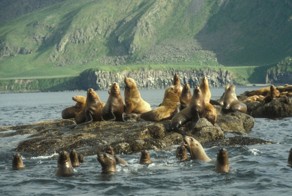 Seals Are The Dogs Of The Sea