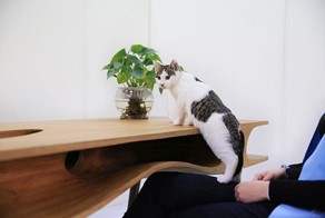 This Table Has Built In Tunnels For A Cat
