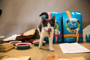 America's First Cat Café Opens: Drink Coffee Alongside Adorable Cats