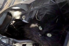 Lucky black cat survives TWO WEEKS trapped in owner's car engine