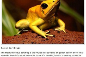 10 Lethal Animals You Hope To Never See In Real Life