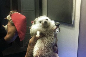 Animals Dressed As Thor
