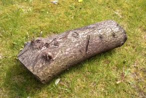 Log In The Woods