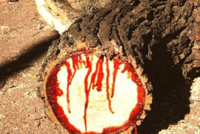 Bloodwood Tree