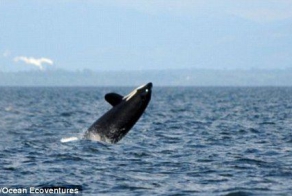 Killer whale 'Granny' is the oldest in the world aged 103