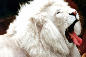 These Albino Animals Are Different… But Beautiful.