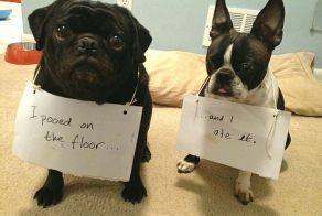 These Dogs Were So Naughty That They Need Publicly Shamed