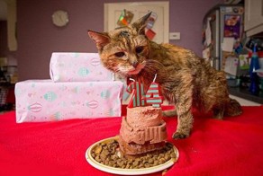 Get Ready To Meet The World’s Oldest Cat