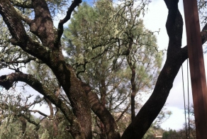 What Started Out As An Ordinary Tree Ended With An Epic Creation
