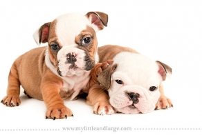 Adorable Portraits of Different Dog Breeds at 6 Weeks Old