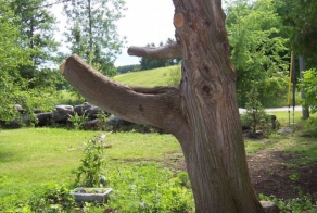 This Guy Found A Normal Tree Stump In His Yard And Made...