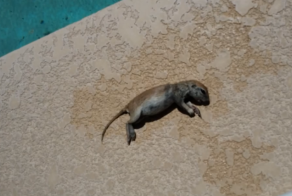 What This Pool Repairman Did Finding A Drowned Squirrel Is Amazing