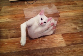 This Poor Cat Is Trapped In A Box