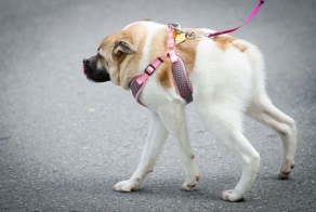 Seeing This Dog May Shock You At First. But Keep Looking...