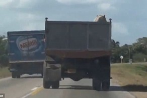 How This Pig Avoids Being Slaughtered Is Absolutely Insane