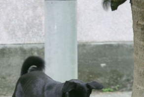 Mother Squirrel Saves Baby From Dog