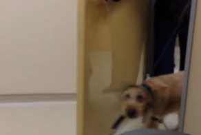 A Blind Dog That Just Got His Sight Back Sees His Family